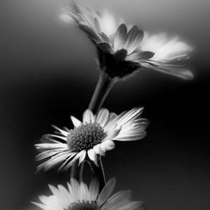 Meet your Posher, Kristal